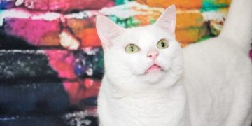 Is My White Cat, Clutch, Deaf? Explaining Feline Genetics & Hearing Impairment