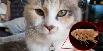 The Dreaded F-Word: Ivy’s Experience with Fleas