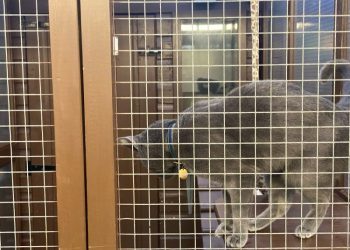 The Sadness of Leaving Your Cat For Christmas