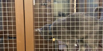 The Sadness of Leaving Your Cat For Christmas