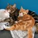 The Battle of the Sexes – Which One Makes A Better Pet?