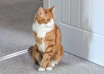 Cute Kitty Quirks: Alex and His Happy Feet