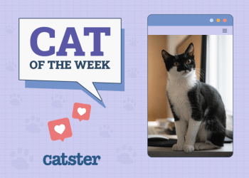 Catster Photo Contest: Cats of the Week Winners (Feb 6, 2025)