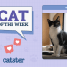 Catster Photo Contest: Cats of the Week Winners (Feb 6, 2025)