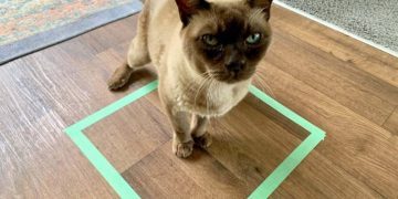 Why Do Cats Sit on Squares, Even If It’s Just Tape? 8 Interesting Reasons