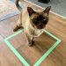 Why Do Cats Sit on Squares, Even If It’s Just Tape? 8 Interesting Reasons
