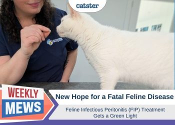 New Hope for a Fatal Feline Disease: Feline Infectious Peritonitis (FIP) Treatment Gets a Green Light