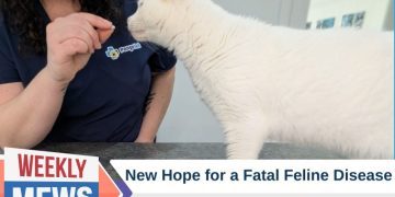 New Hope for a Fatal Feline Disease: Feline Infectious Peritonitis (FIP) Treatment Gets a Green Light