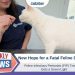 New Hope for a Fatal Feline Disease: Feline Infectious Peritonitis (FIP) Treatment Gets a Green Light