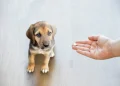 Claritin For Dogs: Uses, Dosage, & Side Effects