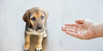 Claritin For Dogs: Uses, Dosage, & Side Effects