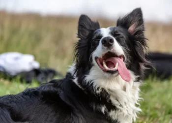 Dog Tongue Sticking Out: Reasons Why Your Dog Sticks Out Its Tongue