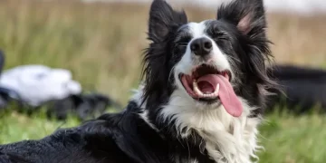 Dog Tongue Sticking Out: Reasons Why Your Dog Sticks Out Its Tongue