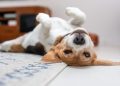 Simethicone For Dogs: Uses, Dosage, & Side Effects