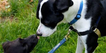 Bringing Home a Second Dog: Tips for a Good First Meeting