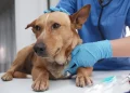 Imodium for Dogs: Uses, Dosage, & Side Effects