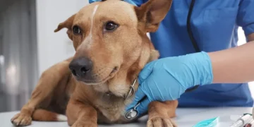 Imodium for Dogs: Uses, Dosage, & Side Effects