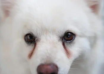 What Dog Tear Stains Mean: Causes, Treatment, and Prevention