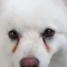 What Dog Tear Stains Mean: Causes, Treatment, and Prevention