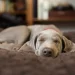 Melatonin For Dogs: Uses, Dosage, and Side Effects