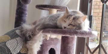 Moving with Cats: Ivy’s Tips for Stress-Free Relocation