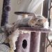 Moving with Cats: Ivy’s Tips for Stress-Free Relocation