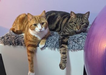 Cyril ❤️ Alex: A Valentine’s Day Love Story