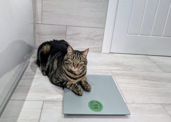 It’s Crunch Time, Cyril: A Weight Loss Journey (Part 2)