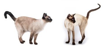 What’s the Difference Between a Siamese Cat and a Siamese Cat? It’s Complicated