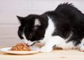 What Do Cats Need in Their Diet? 6 Vet Verified Essential Nutrients