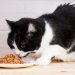 What Do Cats Need in Their Diet? 6 Vet Verified Essential Nutrients