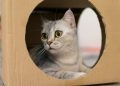 Why Do Cats Like Boxes So Much? 6 Vet-Reviewed Reasons Behind the Behavior