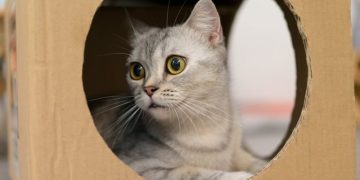 Why Do Cats Like Boxes So Much? 6 Vet-Reviewed Reasons Behind the Behavior
