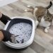 How Often Should I Change Cat Litter? 5 Things to Consider (Vet-Reviewed)
