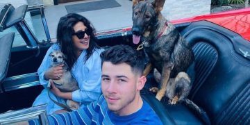 Nick Jonas Dogs: Breeds, Ages and More