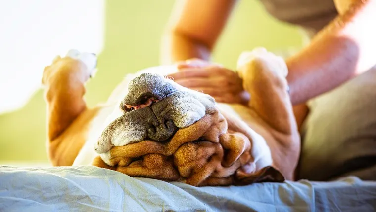 Happy english bulldog is lying on his back with his paws up while owner rubs his belly. Funny and sunny photo with a dog. Love pets.