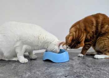 Solving the Mystery of the Messy Bowl: Cats on Camera