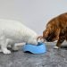 Solving the Mystery of the Messy Bowl: Cats on Camera