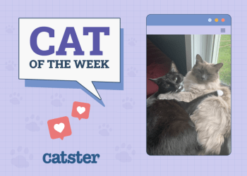 Catster Photo Contest: Cats of the Week Winners (Mar 27, 2025)