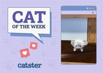 Catster Photo Contest: Cats of the Week Winners (Mar 6, 2025)