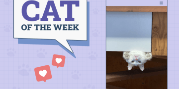 Catster Photo Contest: Cats of the Week Winners (Mar 6, 2025)