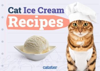 5 Homemade Cat Ice Cream Recipes (Vet-Approved)