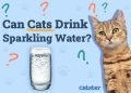 Can Cats Drink Sparkling Water? Nutritional Facts & Risks