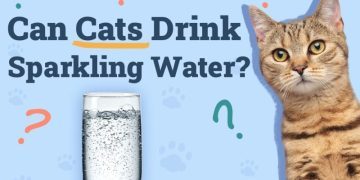 Can Cats Drink Sparkling Water? Nutritional Facts & Risks