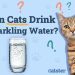 Can Cats Drink Sparkling Water? Nutritional Facts & Risks