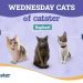 Scaredy Cats vs Curious Kitties: How the Wednesday Cats of Catster React to Strangers