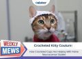 Cats in Crochet Thinking Caps: How Hats Are Helping Neurological Studies