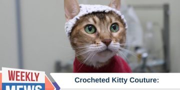 Cats in Crochet Thinking Caps: How Hats Are Helping Neurological Studies