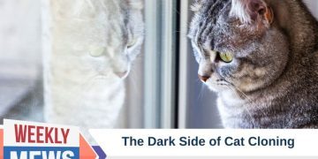 The Dark Side of Cat Cloning: Cost, Process, Ethics & More