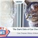 The Dark Side of Cat Cloning: Cost, Process, Ethics & More